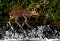 02 Muntjac Deer Crossing River Marden