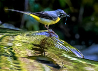 03 Grey Wagtail with Demoiselle Prey