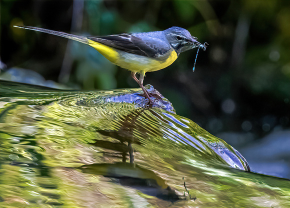 03 Grey Wagtail with Demoiselle Prey