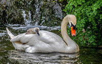 05 Swan with Cygnet