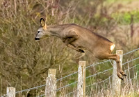 06 Roe Deer Jump