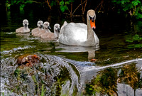 09 Mute Swan Family