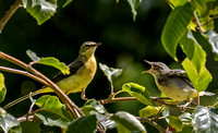 10 Grey Wagtail with Fledgling