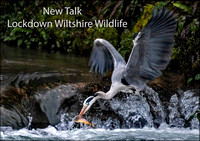 New Talk Lockdown Wiltshire Wildlife