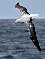 Wandedring Albatross