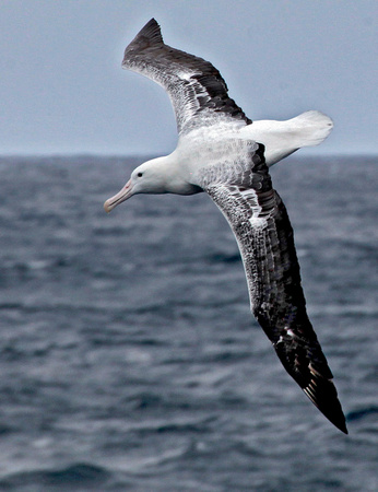 Wandedring Albatross
