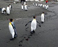 King Penguins and Footprints