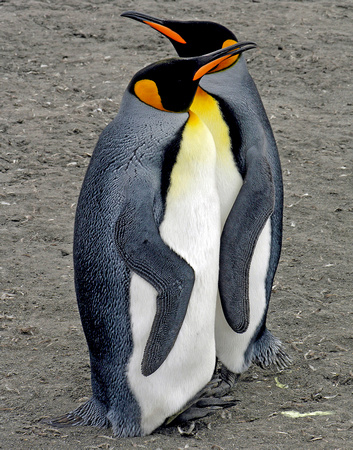 King Penguins Tango