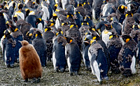 Moulting King Penguins and Chick