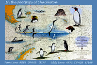 "In the Footsteps of Shackleton" - The Wildlife, Frozen Landscapes and History from two Expeditions to  Falklands, South Georgia and Antarctica