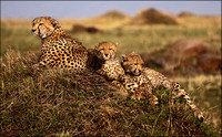 Watch with Mother - Cheetah Family on the Masai Mara