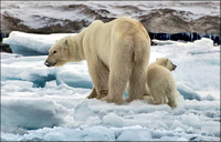 Polar Bear Mum with Young Cub, Svalbard