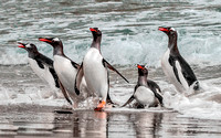 Gentoo Penguins Surfing, Falkland Islands