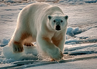 Wet Paws - Large Male Polar Bear Svalbard