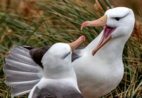 Black Browed Albatross Courting