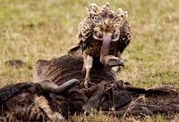 Griffon Vulture with Wildebeest Prey
