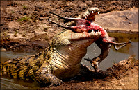 Nile Crocodile with Prey Mara